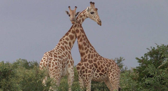 Two West African giraffes in Koure National Park in Niger. (CMC photo)
