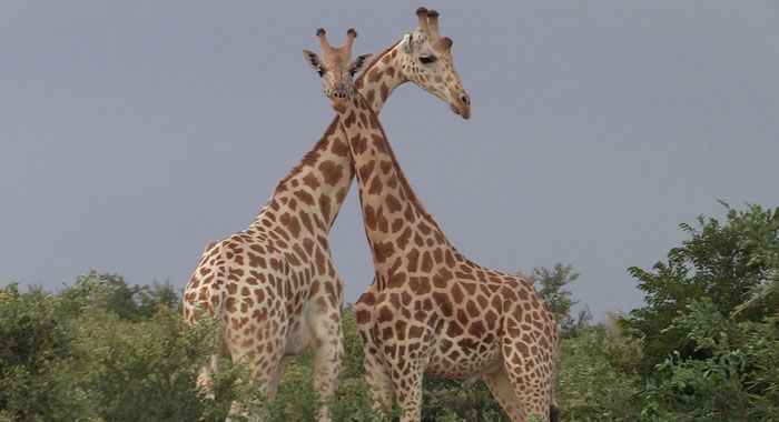 Giraffes CMC