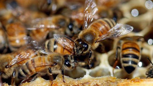 Honey bees