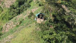 In this Feb. 21, 2017 iWN photo, marijuana cultivation is seen on the slopes of La Soufriere volcano in St. VIncent. 