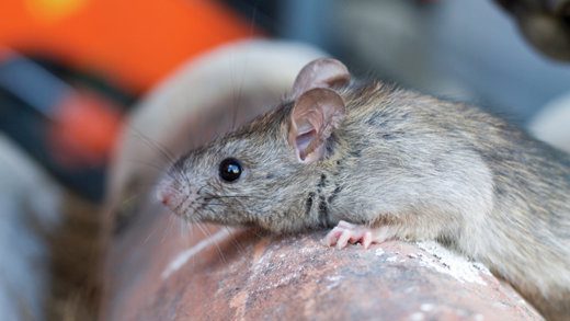 Humans become infected with leptospirosis through direct contact with the urine of infected animals, especially rats,  or with a urine-contaminated. environment. 