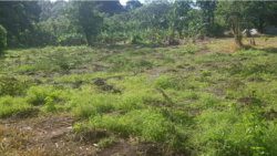 The farm in Richmond Vale, showing some of the marijuana that was cut down. 