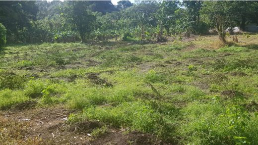 The farm in Richmond Vale, showing some of the marijuana that was cut down. 