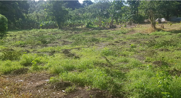 The farm in Richmond Vale, showing some of the marijuana that was cut down. 