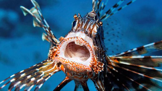 Lionfish