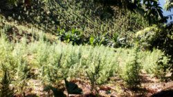 Marijuana cultivation in the mountains of St. Vincent. 