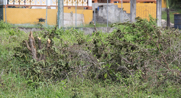 Cane Grove shooting area