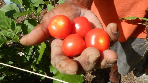 Home garden