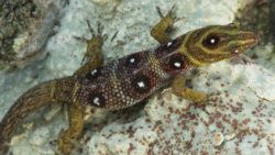 Union Island gecko