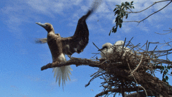 A red-footed booby with chicks at a nest in the Grenadines.