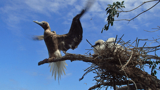 A red-footed booby with chicks at a nest in the Grenadines.