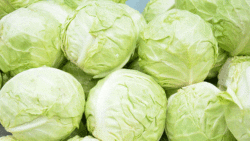 Cabbage
