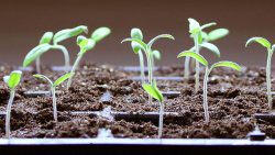 Seedlings