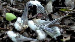 Brown booby chicks killed at a Grenadines nesting colony. (Photo: K. Lowrie)