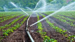 Irrigation