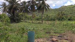 A harm plot near the resort. (iWN photo)