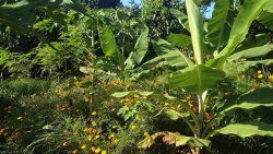 EcoFarming