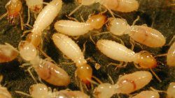 Termites