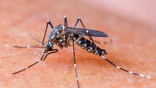 Mosquito