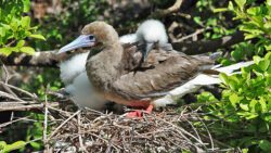 Seabirds nest on remote islands in the Grenadines yet still face many threats from human activities. (Photo: Brian Fisher)