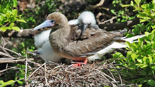 Seabirds nest on remote islands in the Grenadines yet still face many threats from human activities. (Photo: Brian Fisher)