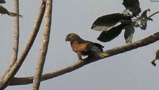 A Vincy parrot in Congo Valley on Saturday. (iWN photo)