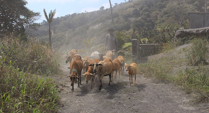 Sheep in Owia