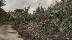 The eruption has caused significant damage to agriculture in St. Vincent. (iWN photo)