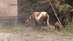 Sheep in the Red Zone community of Owia last week. (iWN photo)