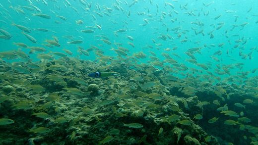 A section of the reef at Indian Bay. (Photo: Nadia Huggins)