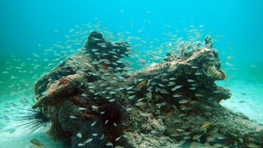 Photographers Nadia Huggins has taken a number of photos, such as this one, showing marine live on the reefs.