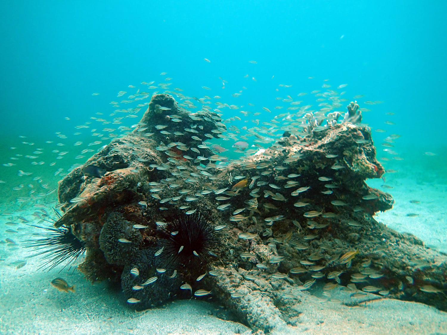 Indian Bay Reef