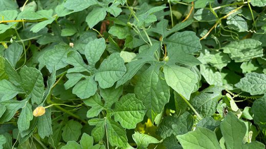 Carilie is commonly used in bush medicine in St. Vincent and the Grenadines. (iWN photo)