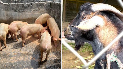 Many people are deterred from agriculture because of the theft of animals and produce. (iWN photos)