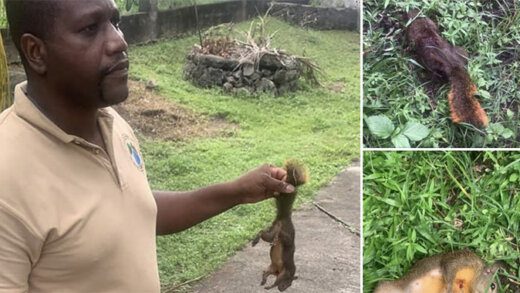 This screenshot from the Forestry Department's Facebook page shows a forestry officer holding the squirrel that was killed in Bequia.