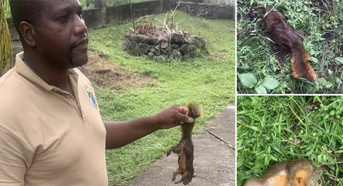 This screenshot from the Forestry Department's Facebook page shows a forestry officer holding the squirrel that was killed in Bequia.