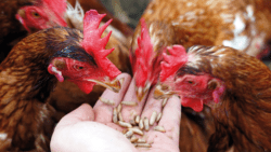 Chickens Fed With Black Soldier Flies
