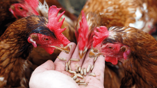 Chickens and fish enjoy the black soldier fly larvae as a natural feed, the FAO says. 