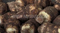 Dasheen being prepared for export in Kingstown on April 10. 2022.