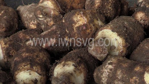 Dasheen being prepared for export in Kingstown on April 10. 2022.