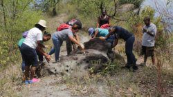 The cleaning of 13 Stones Petroglyph in North Leeward. 