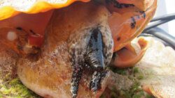 Conch