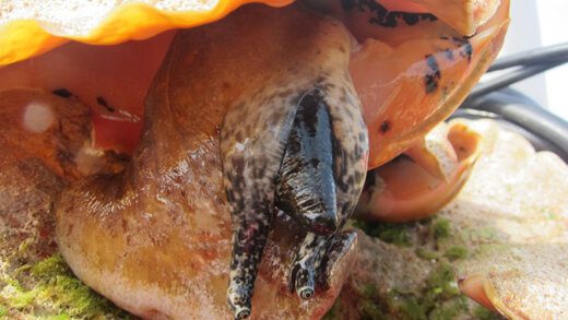 Conch