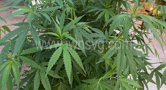 Ganja Plant