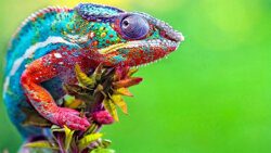 Chameleon