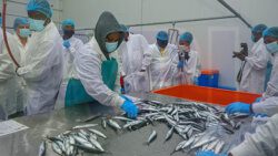 Workers process fish at Rainforest Seafood plant in Calliaqua on Friday, July 15, 2022. (Photo: API/Facebook)