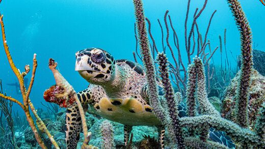 Barbados Blue Bond Hawksbill Shane Gross