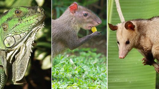 Iguana, agouti and opossum, known locally as manicou, are protected species hunted in St. Vincent and the Grenadines.