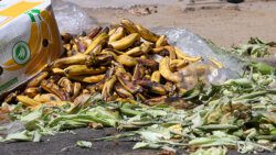 dumped bananas