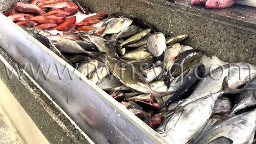 Fish in Kingstown